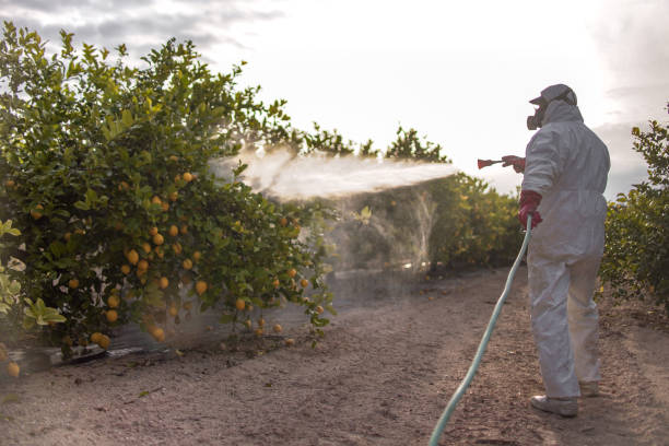 Spider Control Near Me in Colton, CA